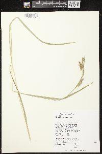 Carex davisii image