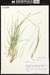 Carex communis var. communis image