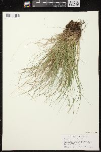 Carex brunnescens subsp. sphaerostachya image