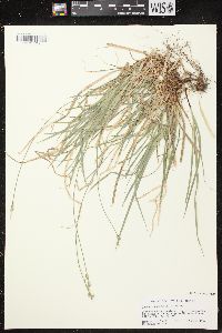 Carex communis var. communis image