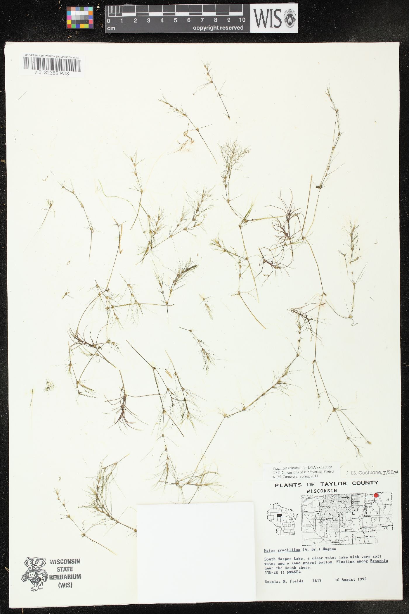Najas gracillima image
