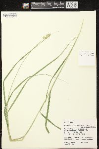 Carex tribuloides var. tribuloides image