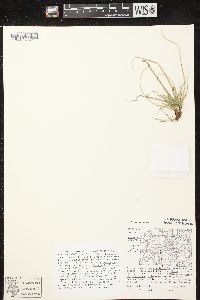 Carex umbellata image