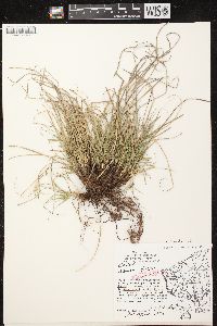 Carex umbellata image