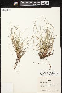 Carex umbellata image