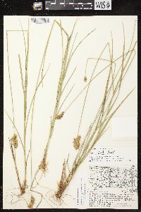 Carex adusta image