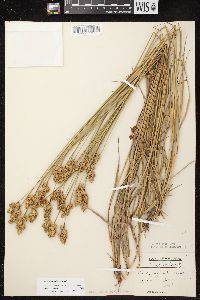 Carex adusta image