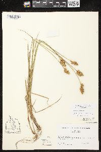 Carex adusta image