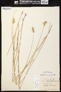 Carex adusta image