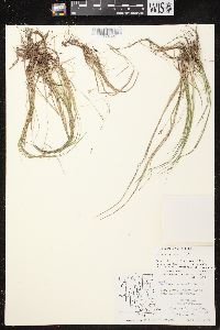 Carex albicans var. emmonsii image