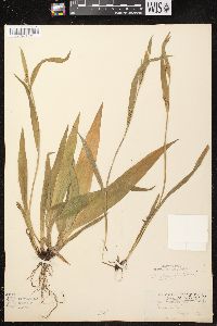 Carex albursina image