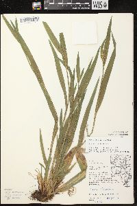 Carex albursina image