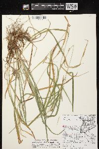 Carex grisea image