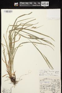 Carex grisea image