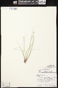 Carex echinata image