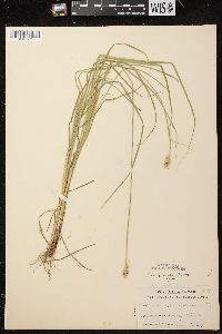 Carex arcta image