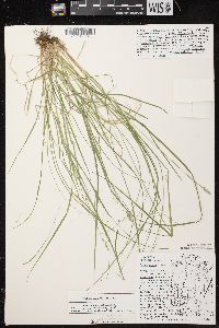 Carex arcta image