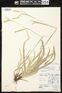 Carex arctata image