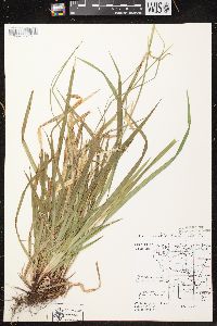 Carex arctata image