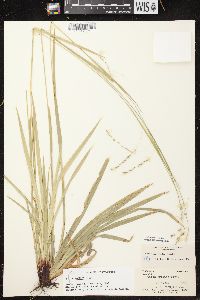 Carex arctata image