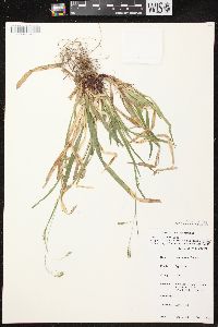 Carex arctata image