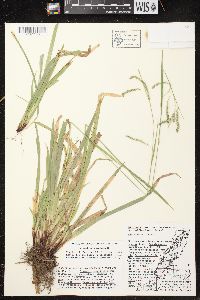 Carex arctata image