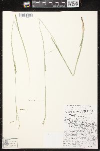 Carex arctata image