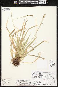 Carex arctata image