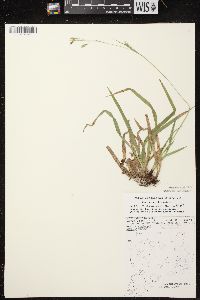 Carex arctata image