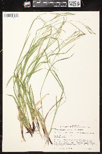 Carex arctata image