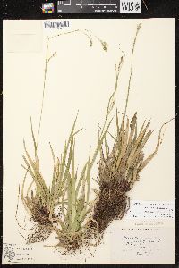 Carex arctata image