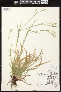 Carex arctata image