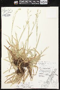 Carex arctata image