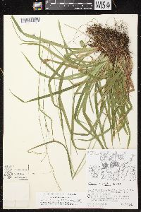 Carex arctata image