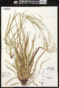 Carex arctata image