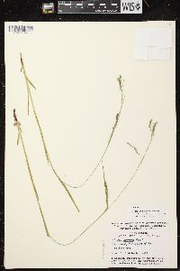 Carex arctata image