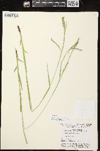 Carex arctata image