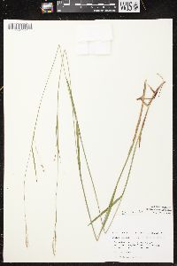 Carex arctata image