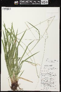 Carex arctata image