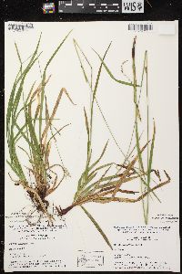 Carex arctata image