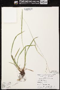 Carex arctata image