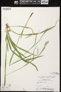 Carex arctata image