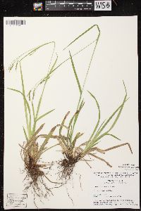 Carex arctata image