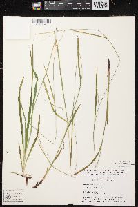 Carex arctata image