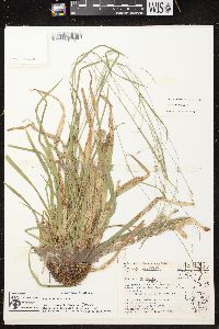 Carex arctata image