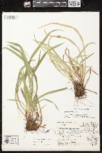 Carex arctata image