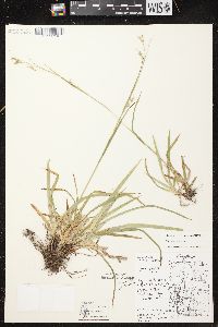 Carex arctata image