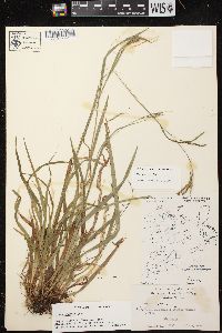 Carex arctata image