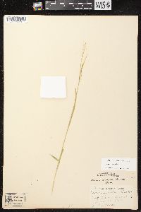 Carex arctata image