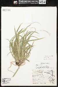 Carex arctata image